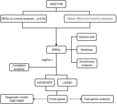 Identification of key immune genes of osteoporosis based on bioinformatics and machine learning